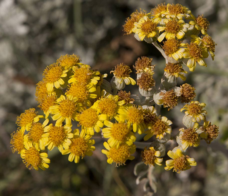 Image of Senecio cineraria specimen.