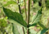 Salvia betonicifolia. Участок стебля с парой супротивных стеблевых листьев. Украина, г. Луганск, балка Мощинский яр, основание склона юго-вост. эксп., разнотравно-типчаково-ковыльная степь. 20.05.2016.