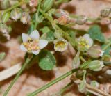 Polycarpaea robbairea