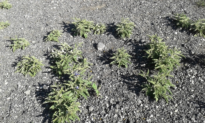 Image of Solanum elaeagnifolium specimen.
