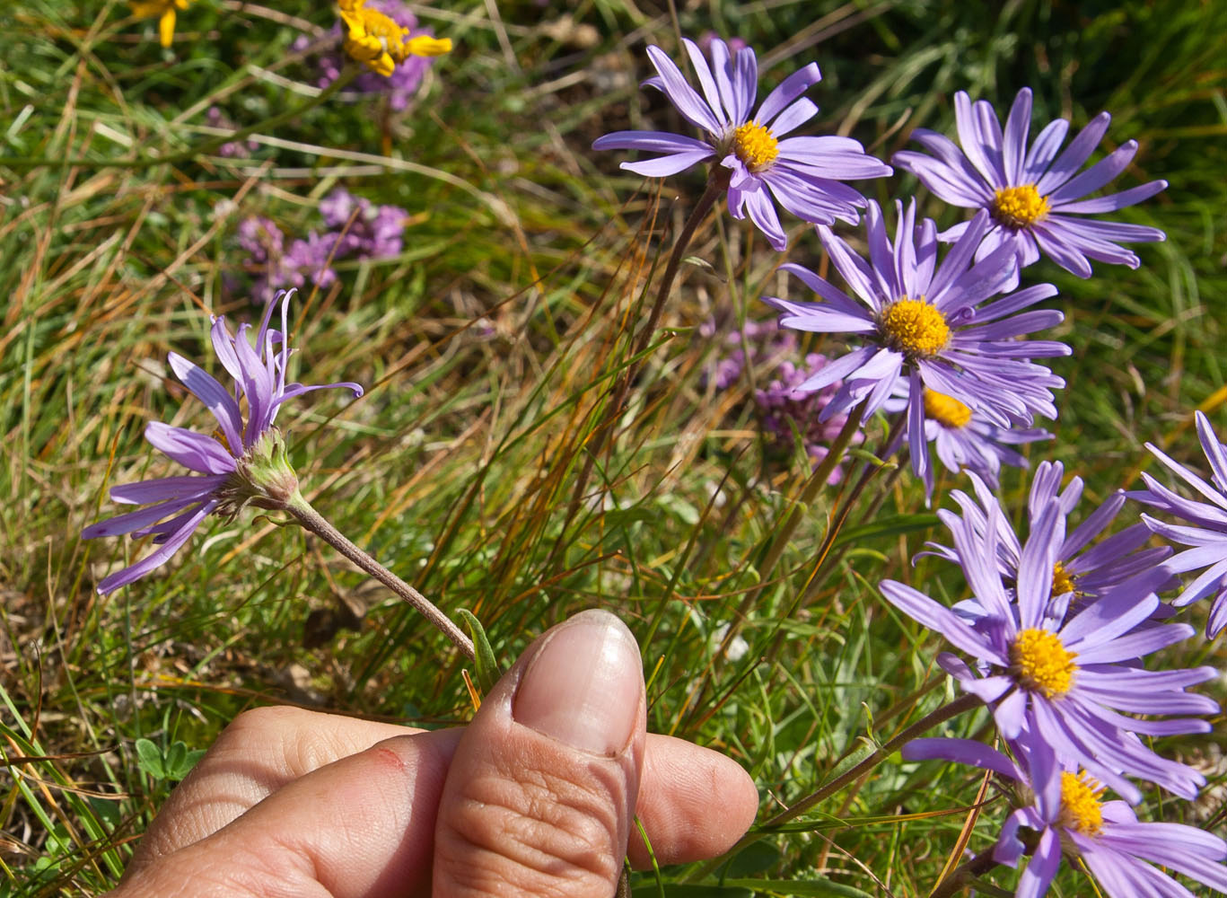 Изображение особи Aster alpinus.