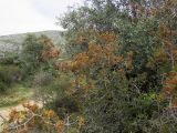 Quercus coccifera
