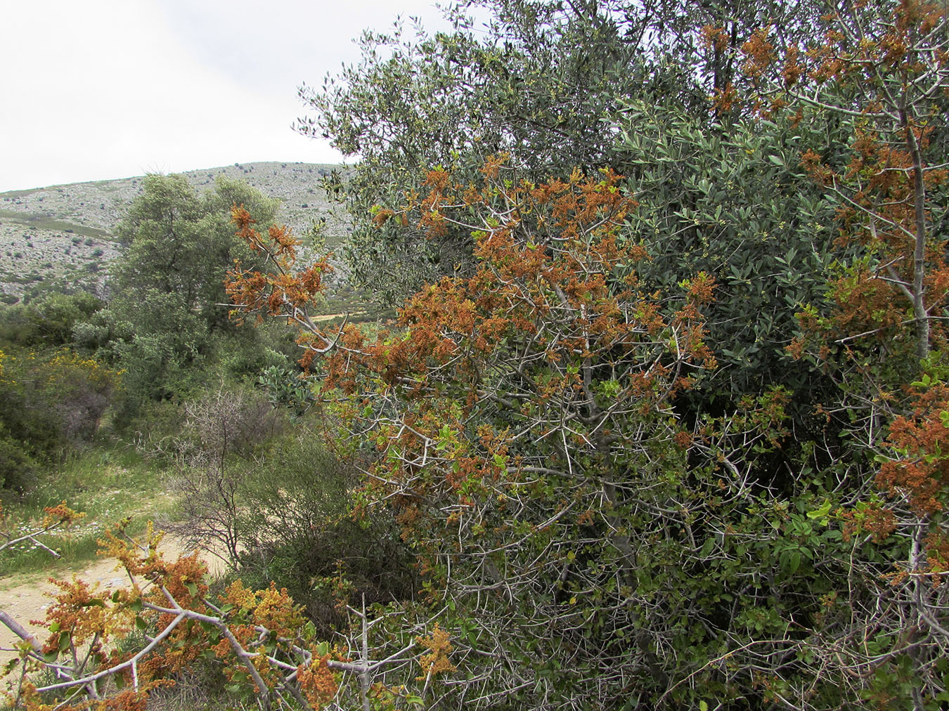 Изображение особи Quercus coccifera.