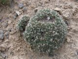 Acantholimon hedinii