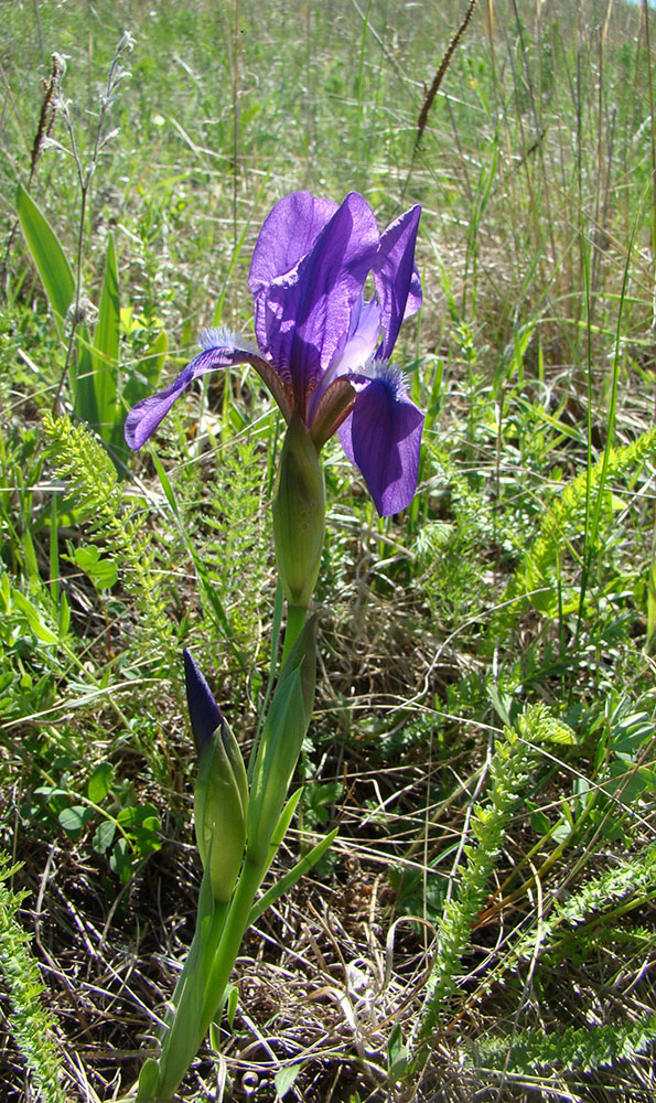 Изображение особи Iris aphylla.