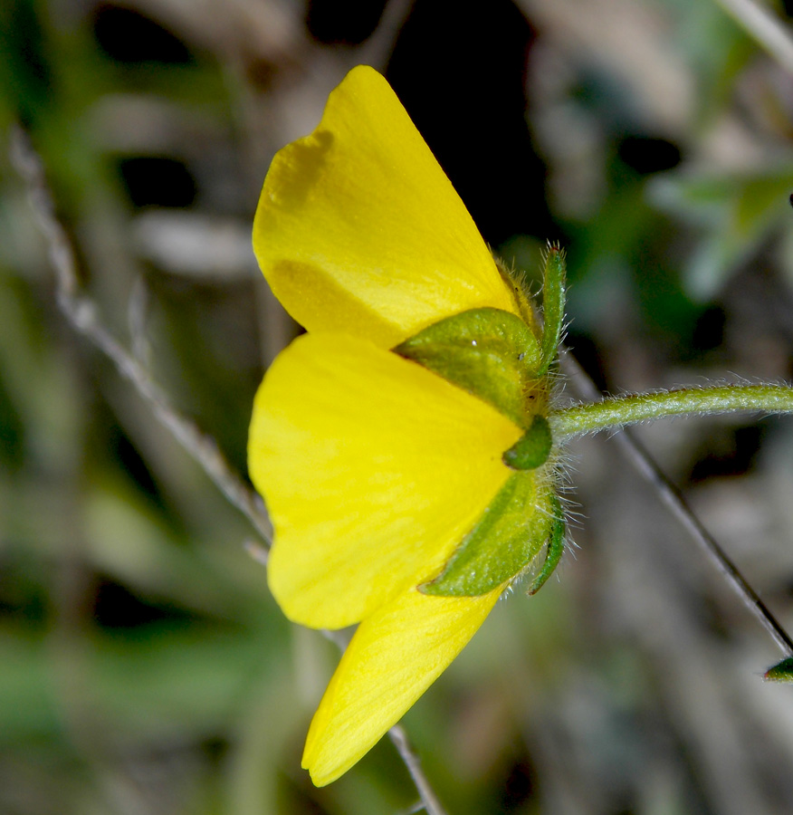 Image of Potentilla sphenophylla specimen.