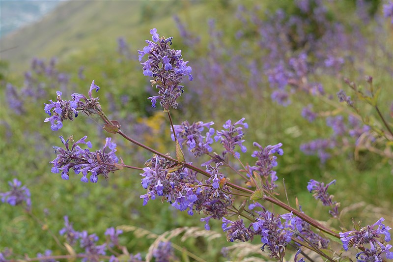 Image of Nepeta grandiflora specimen.