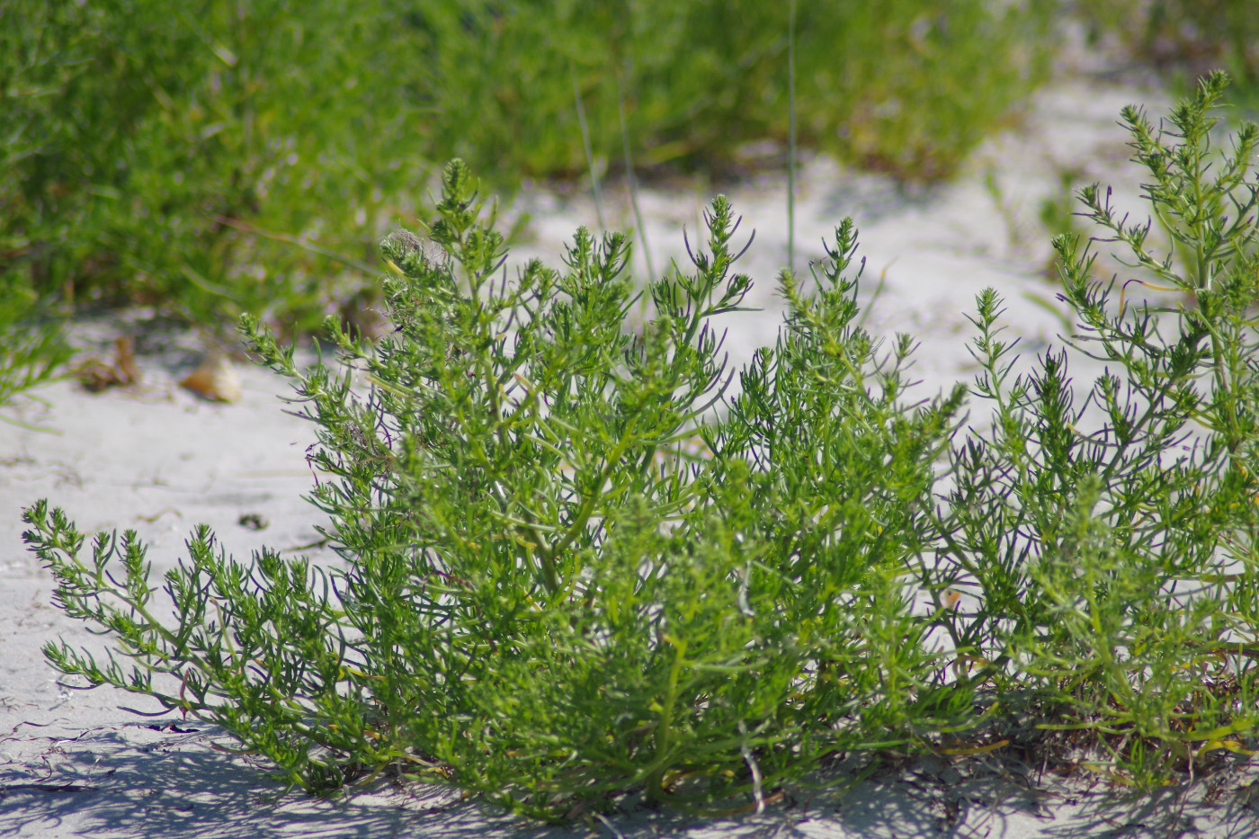 Image of Salsola pontica specimen.