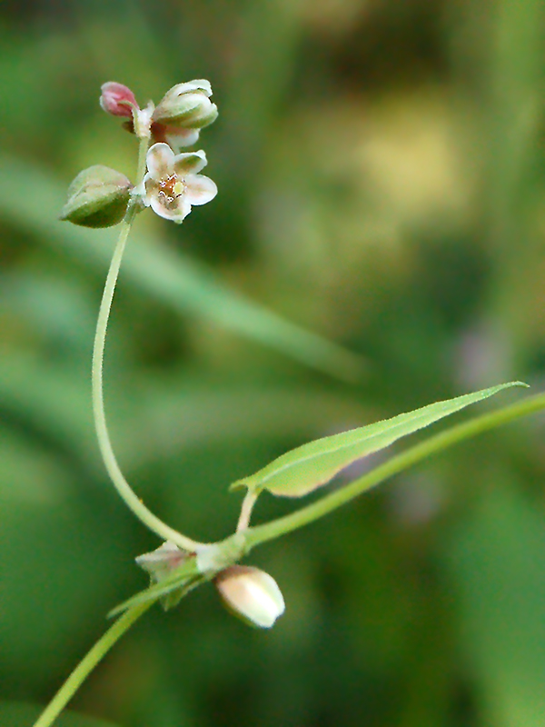 Image of Fallopia convolvulus specimen.