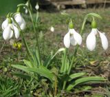 Galanthus plicatus