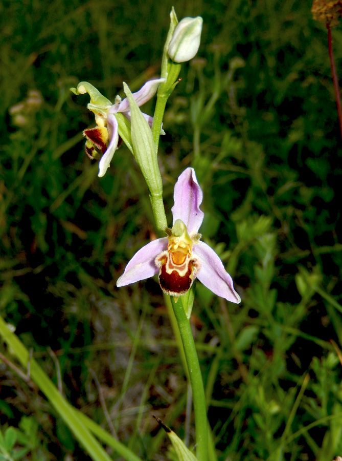 Изображение особи Ophrys apifera.