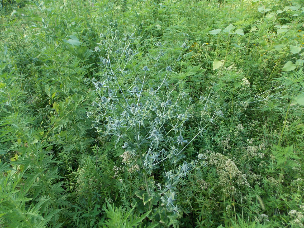 Изображение особи Eryngium planum.