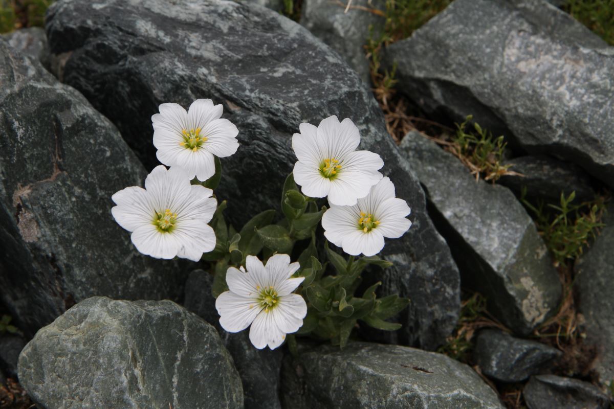 Изображение особи Cerastium lithospermifolium.