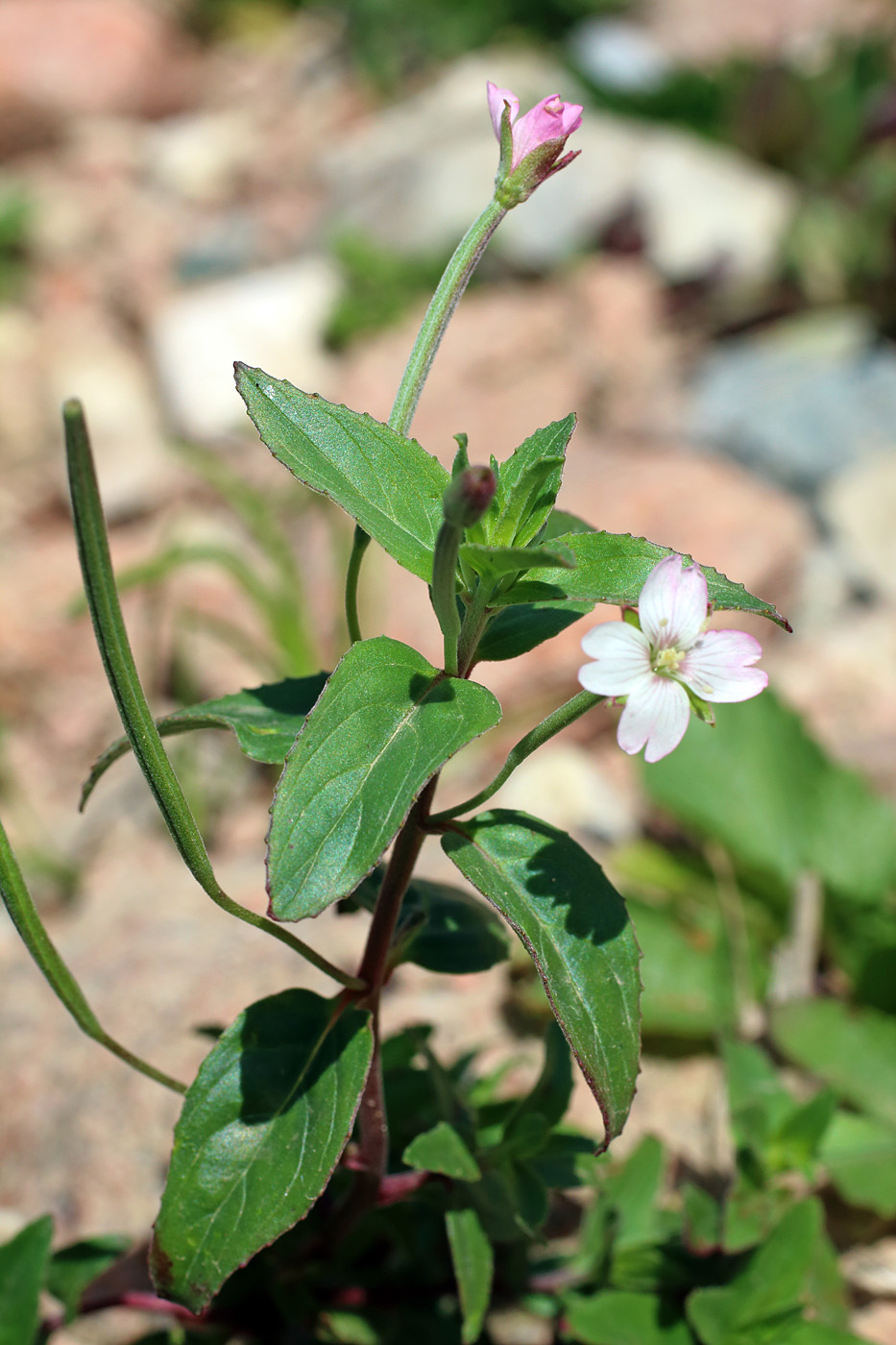 Image of Epilobium cylindricum specimen.