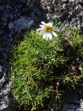 Chrysanthemum maximowiczii