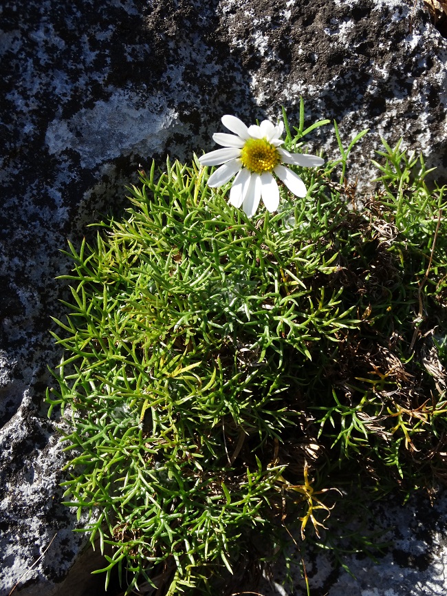 Изображение особи Chrysanthemum maximowiczii.