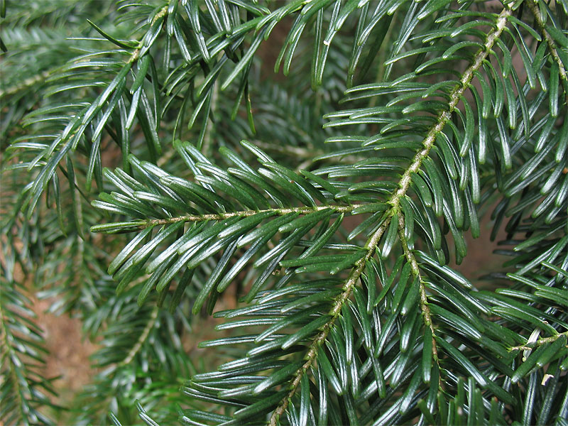 Image of Abies nordmanniana specimen.