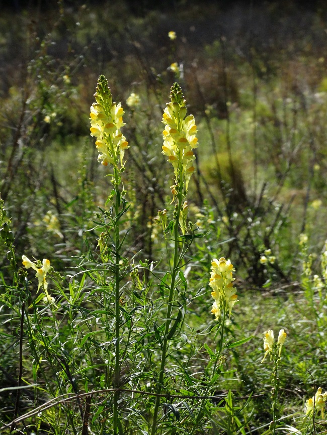 Image of Linaria vulgaris specimen.