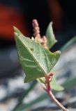 Atriplex prostrata