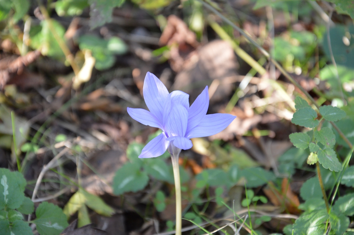 Изображение особи Crocus speciosus.