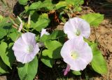 Calystegia spectabilis