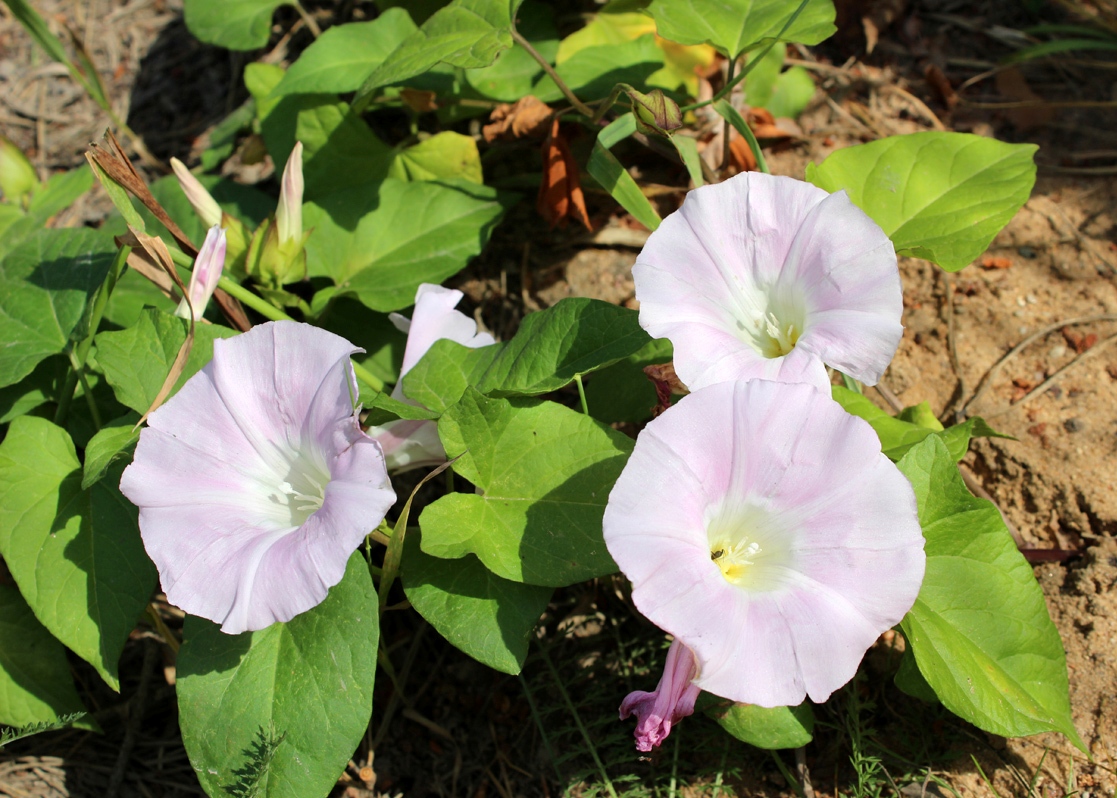 Image of Calystegia spectabilis specimen.