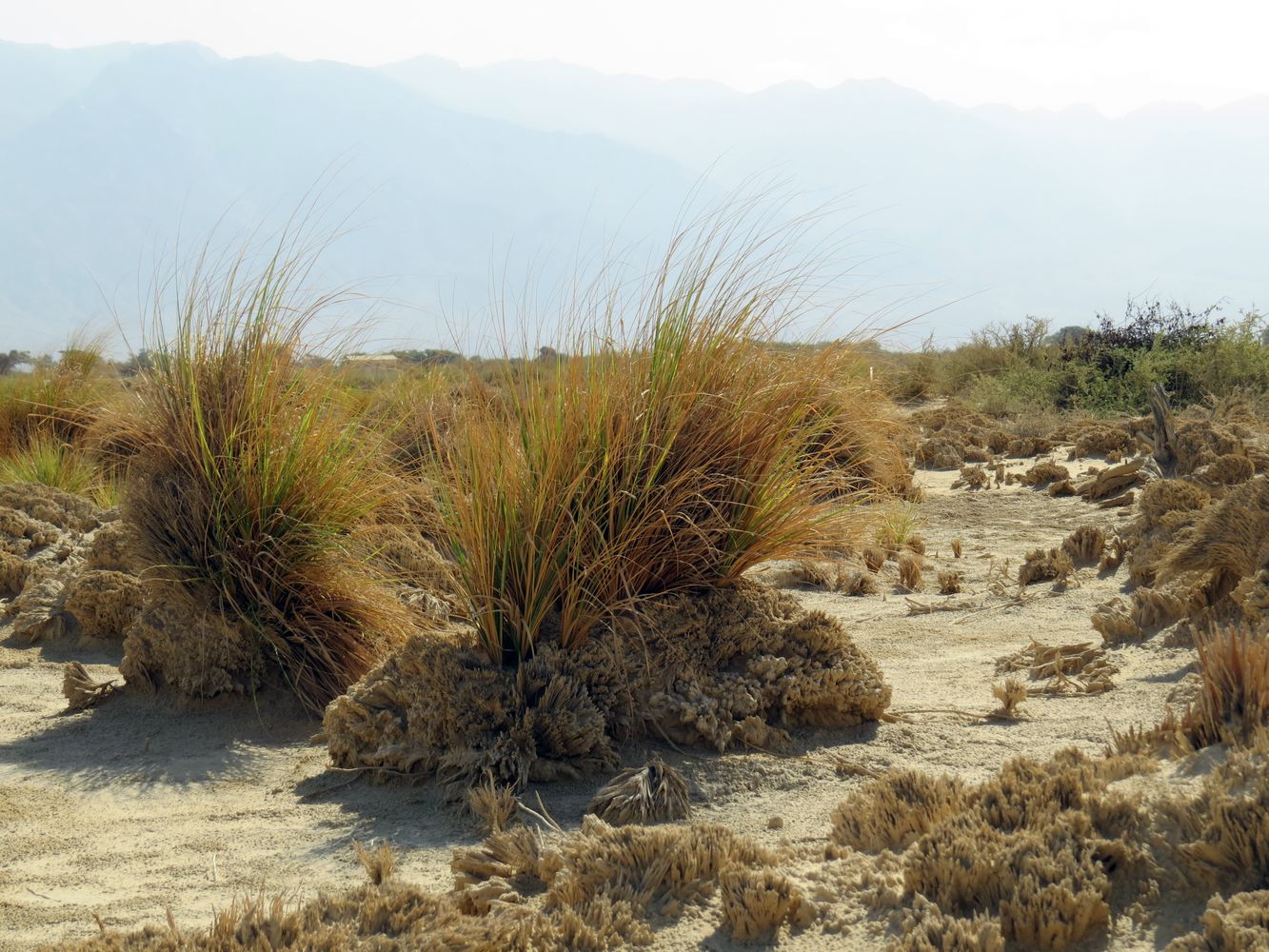 Image of Eragrostis bipinnata specimen.