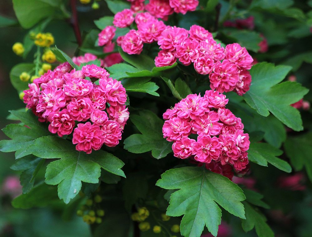 Image of Crataegus × media specimen.