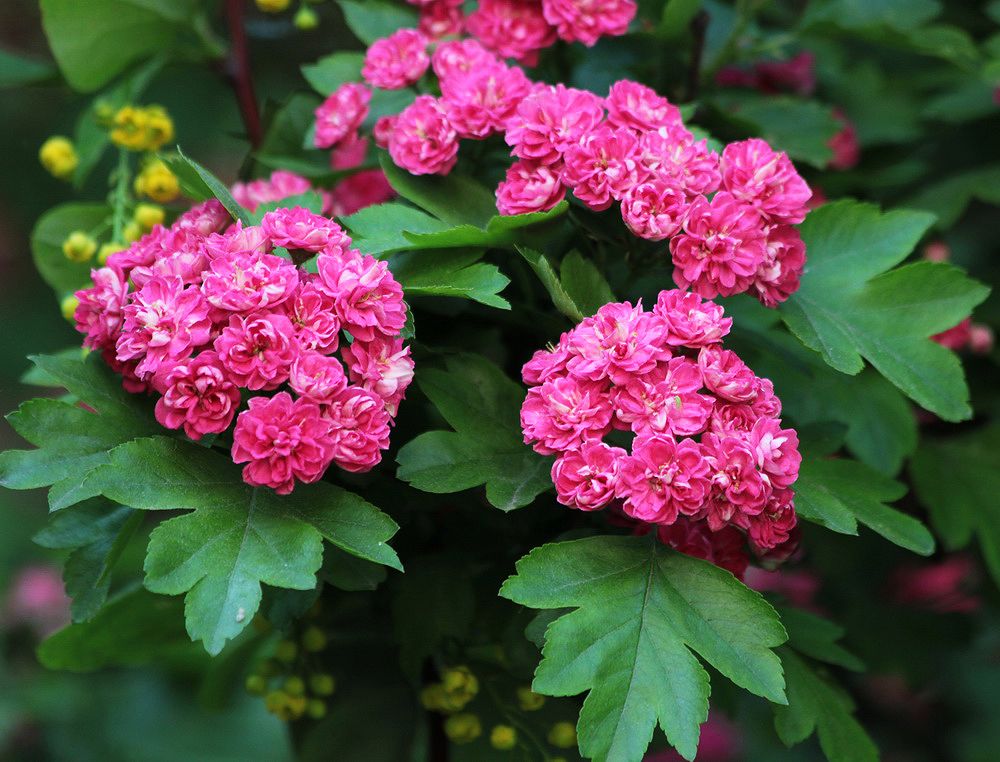 Image of Crataegus &times; media specimen.