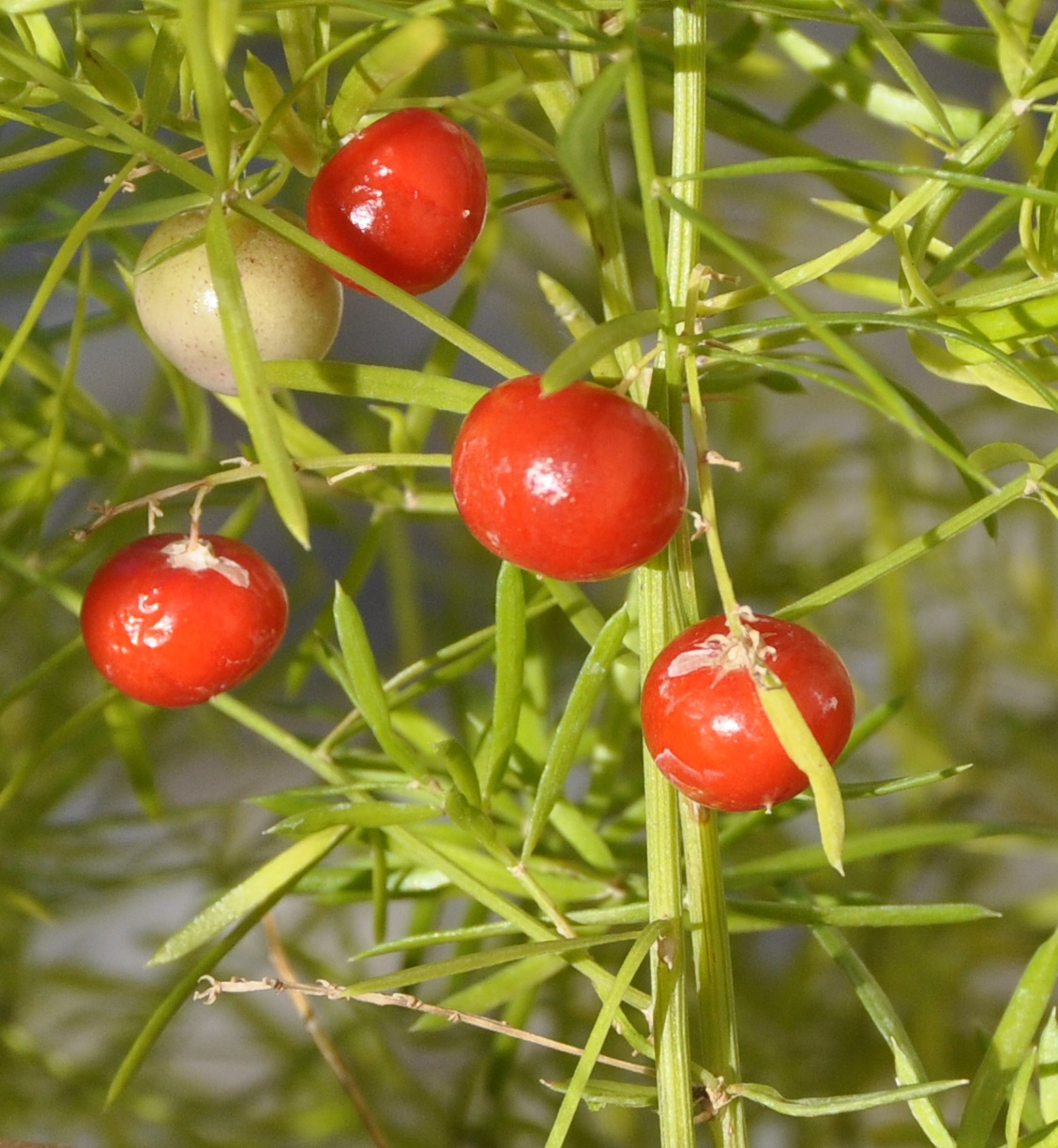 Изображение особи Asparagus densiflorus.