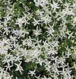 Clematis mandshurica. Цветки. Республика Татарстан, Зеленодольский р-н, Раифский Богородицкий монастырь, в культуре. 19.06.2015.