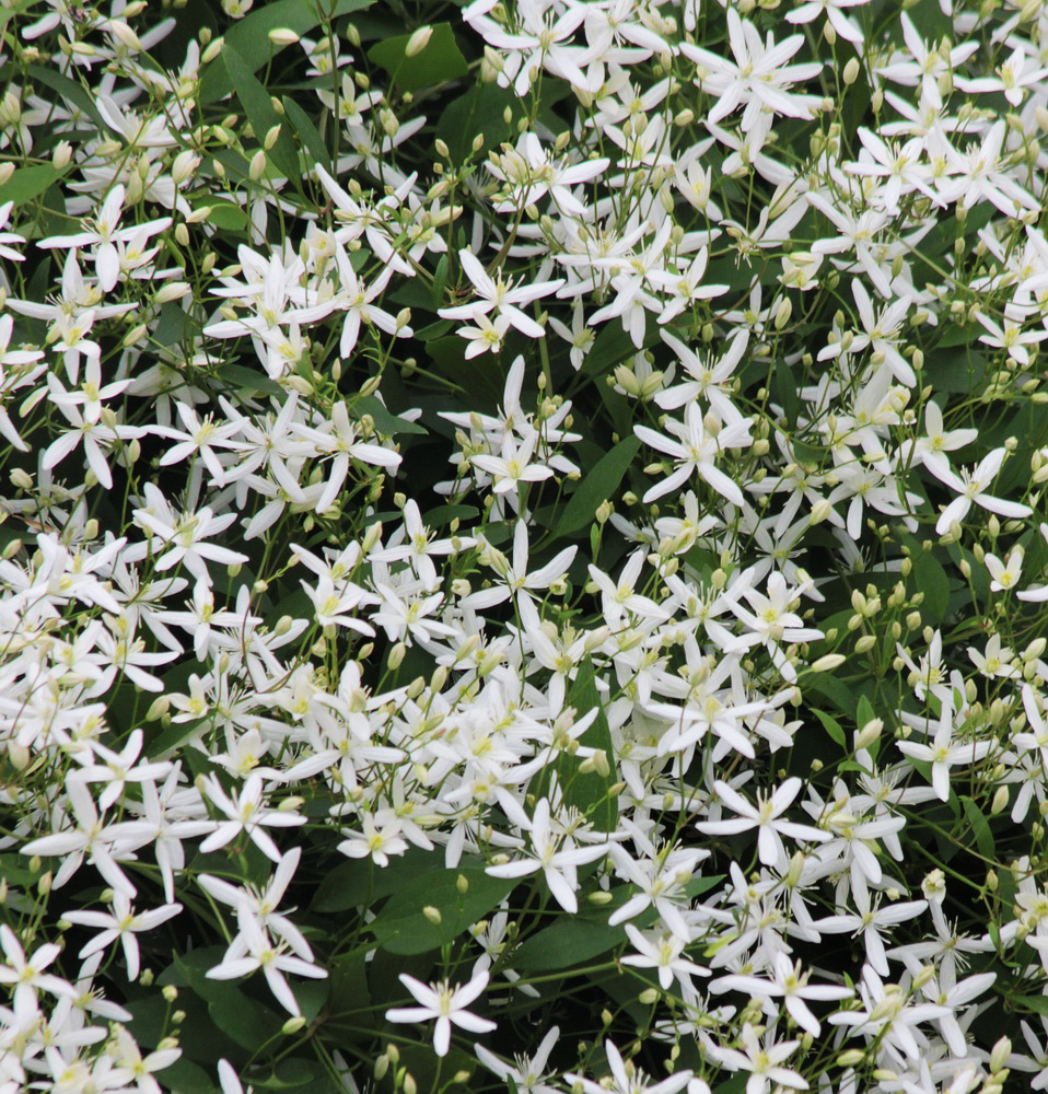 Изображение особи Clematis mandshurica.