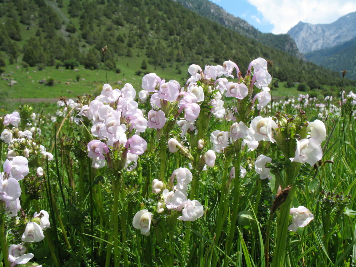 Image of Pedicularis rhinanthoides specimen.