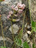 Astragalus vallicoides