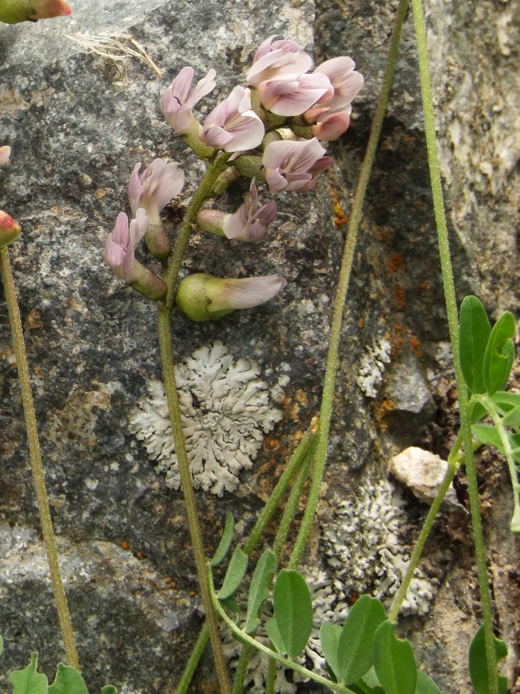 Изображение особи Astragalus vallicoides.