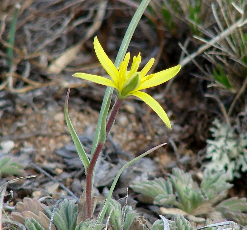 Image of Gagea pauciflora specimen.