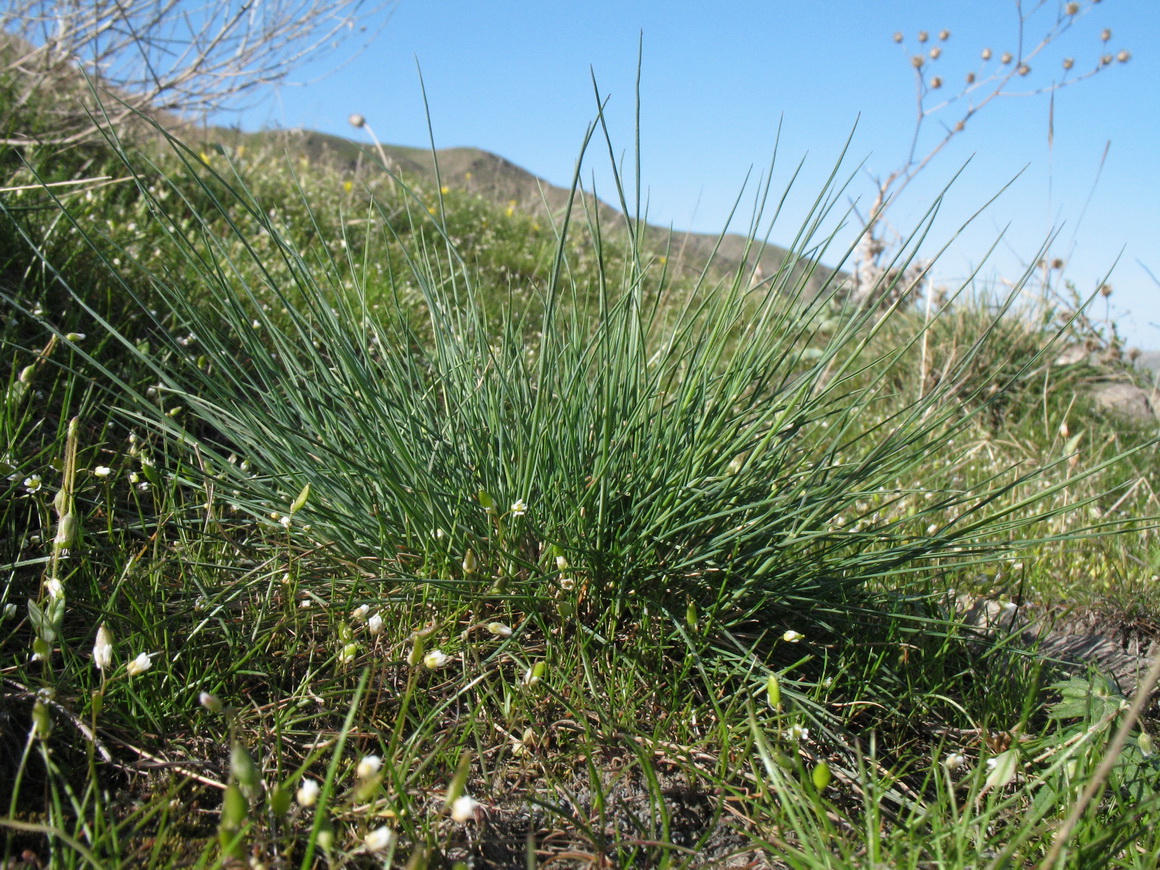 Image of Festuca valesiaca specimen.