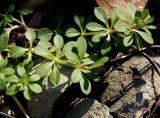 Galium aparine