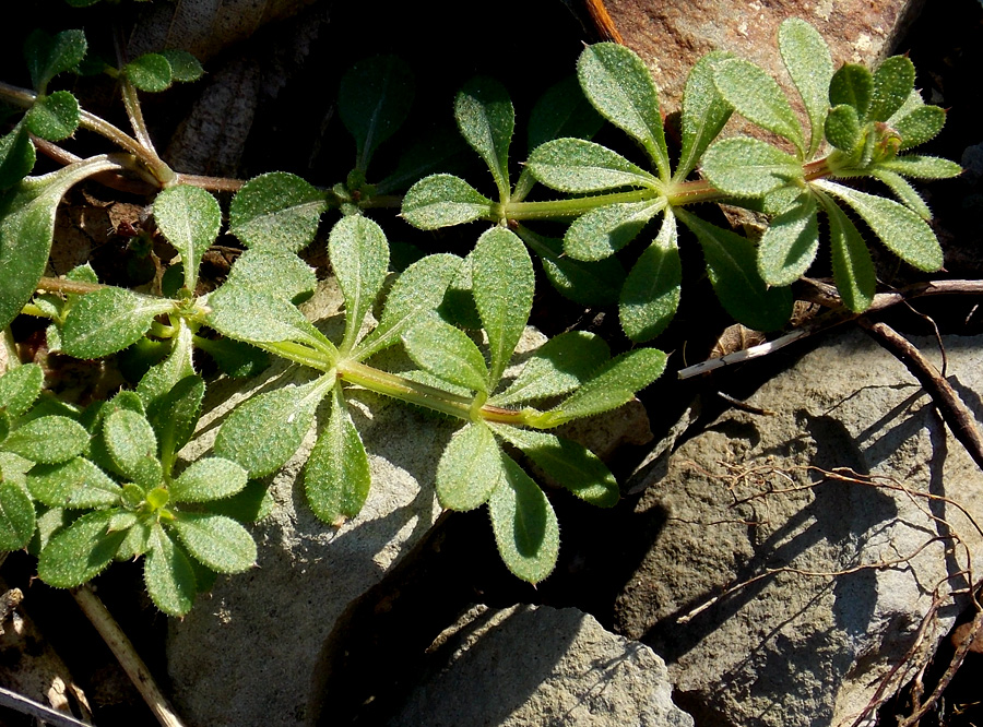 Изображение особи Galium aparine.