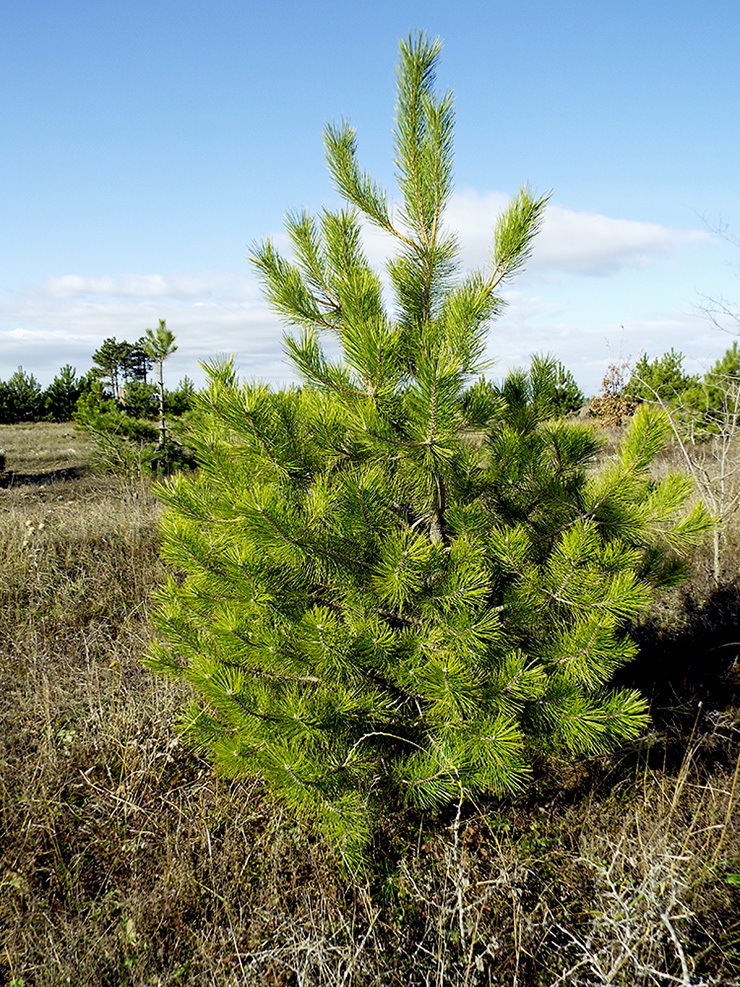 Сосна крымская купить. Сосна Палласа Крымская. Сосна Крымская (Pinus pallasiana). Pinus nigra Крымская сосна. Сосна Палласа Крымская шишки.