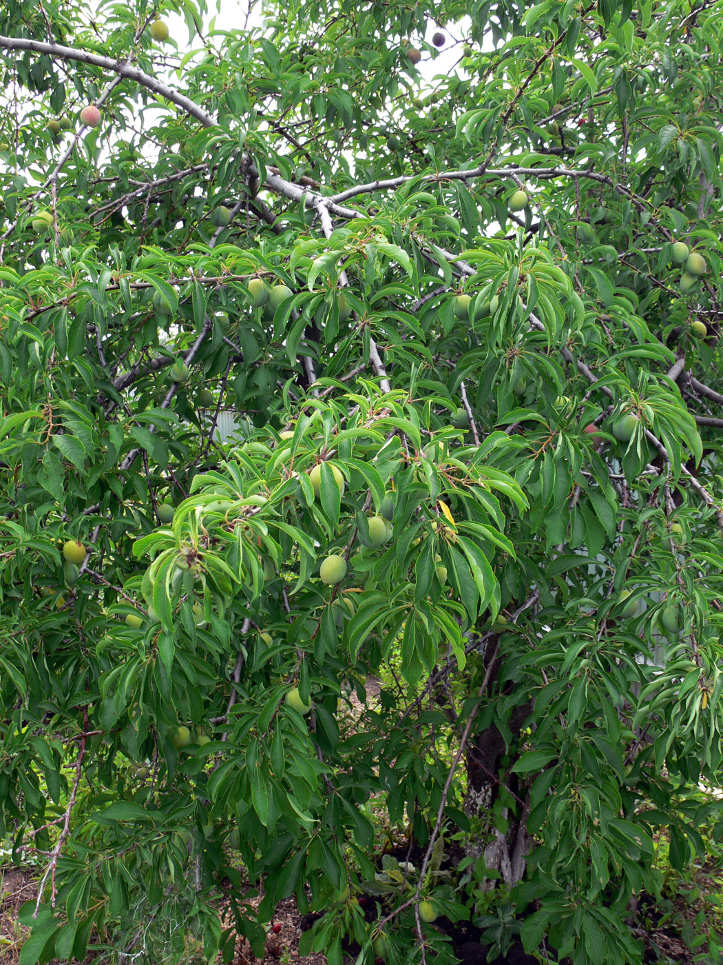 Image of Prunus domestica ssp. italica specimen.