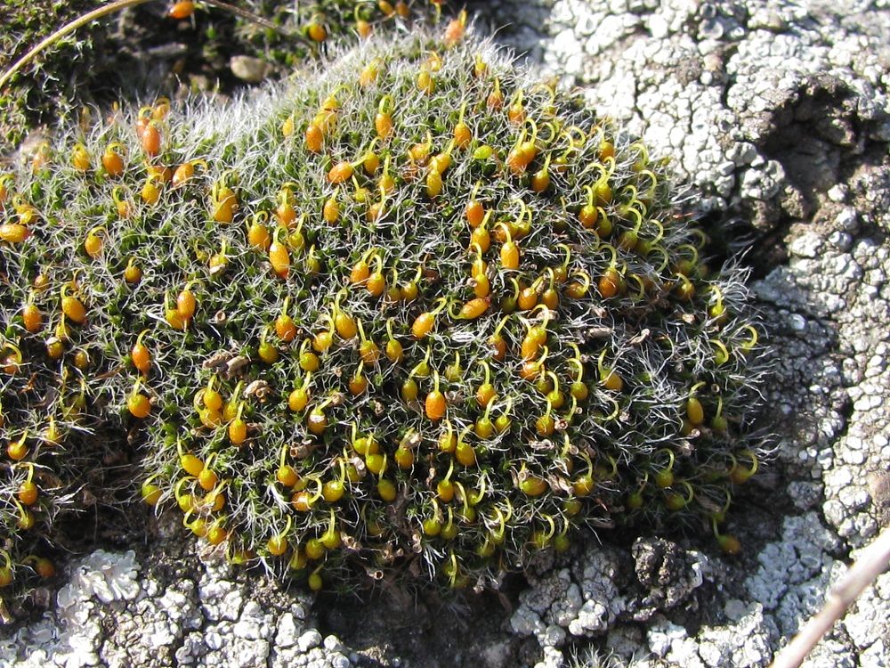 Изображение особи род Grimmia.
