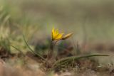 Tulipa scythica. Цветущие растения. Ростовская обл., Октябрьский р-н, вершина склона правого коренного берега р. Аюта. 11.04.2015.