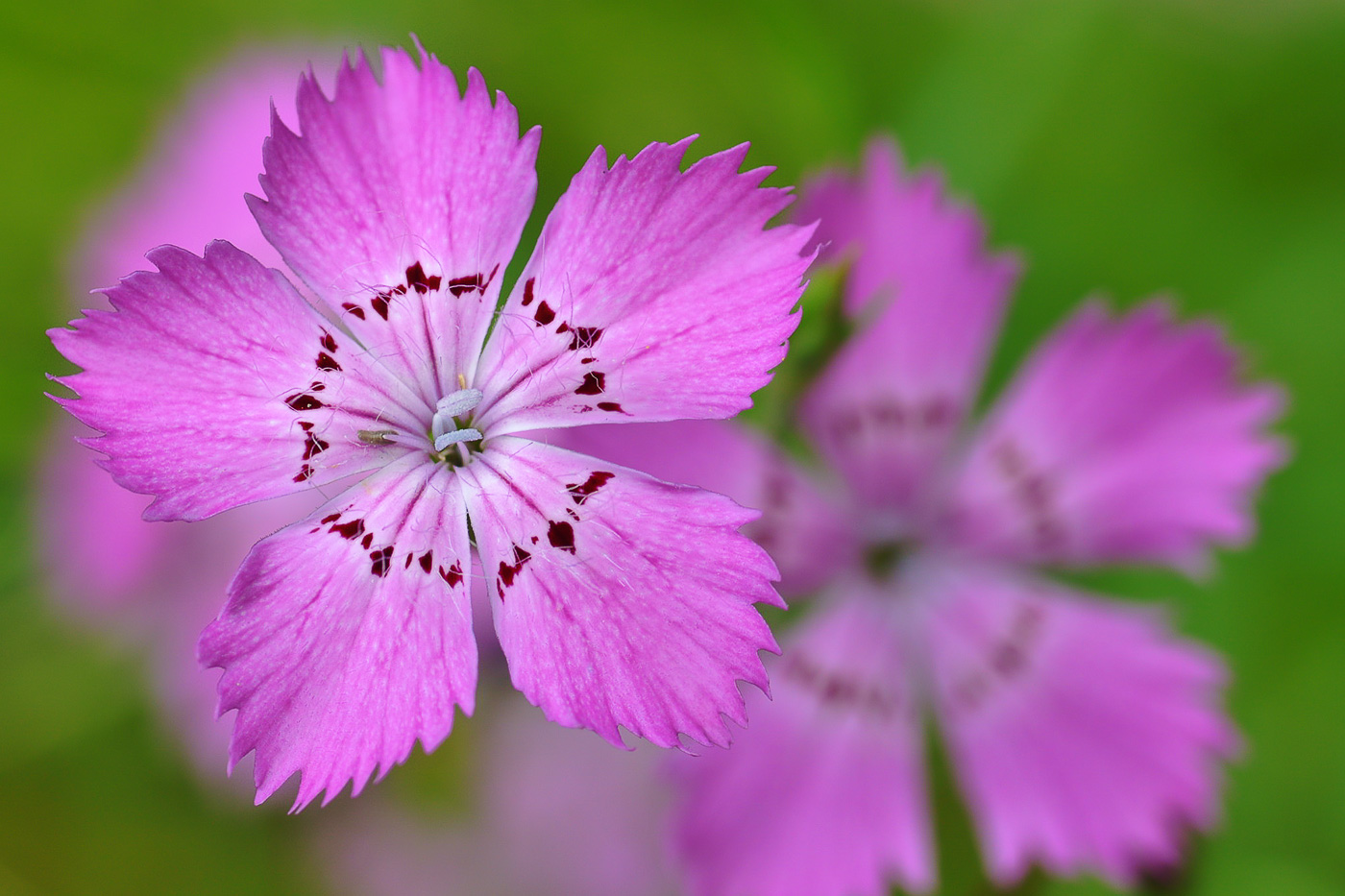 Изображение особи Dianthus fischeri.