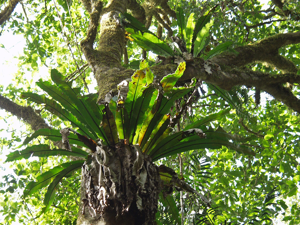 Image of Asplenium nidus specimen.