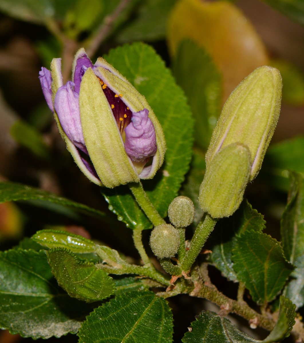 Image of Grewia occidentalis specimen.