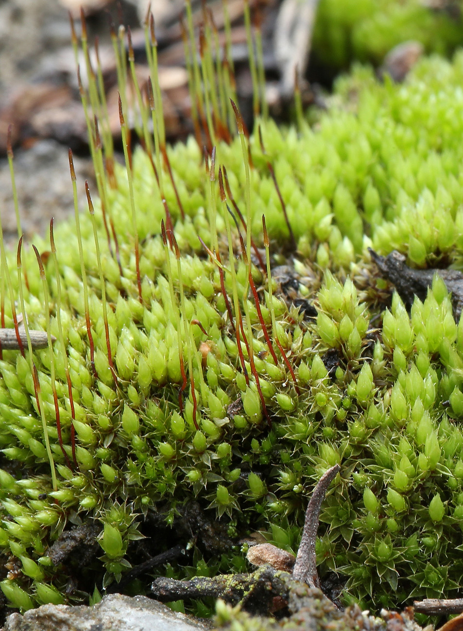 Image of genus Bryum specimen.