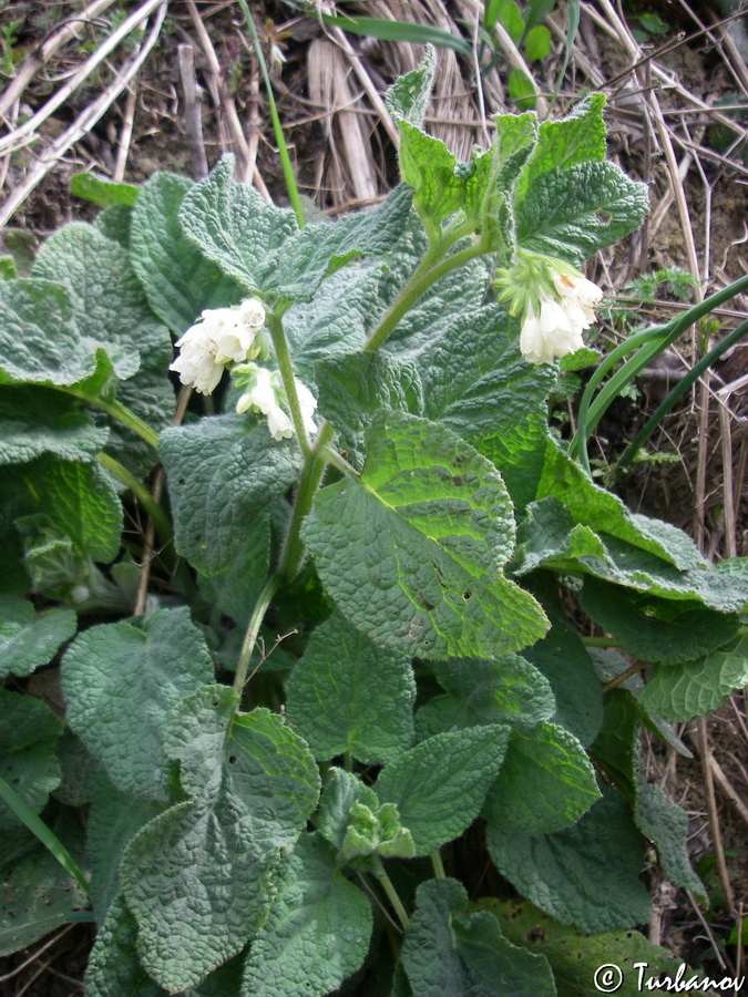 Image of Symphytum tauricum specimen.