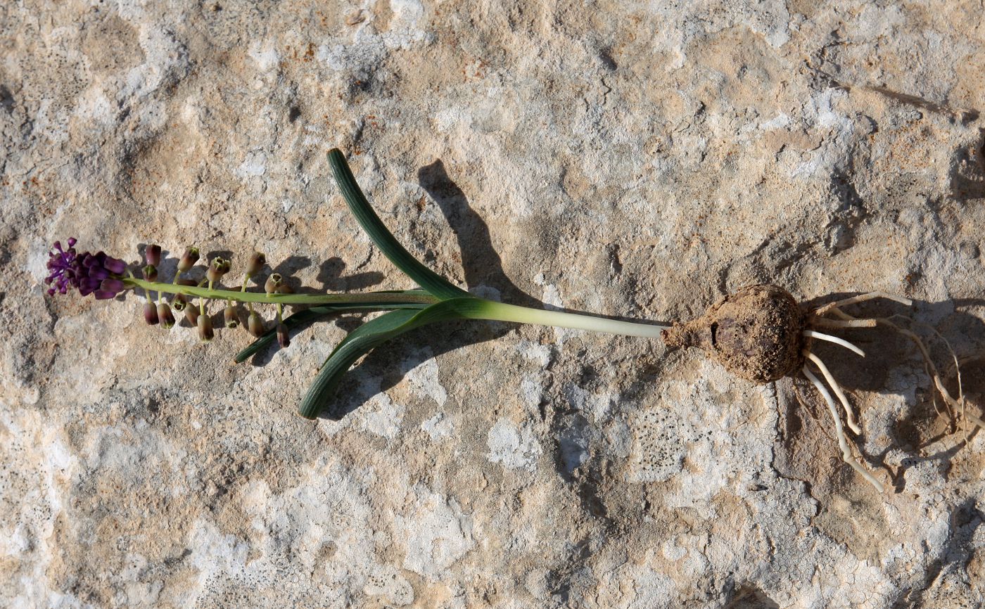 Изображение особи Leopoldia comosa.