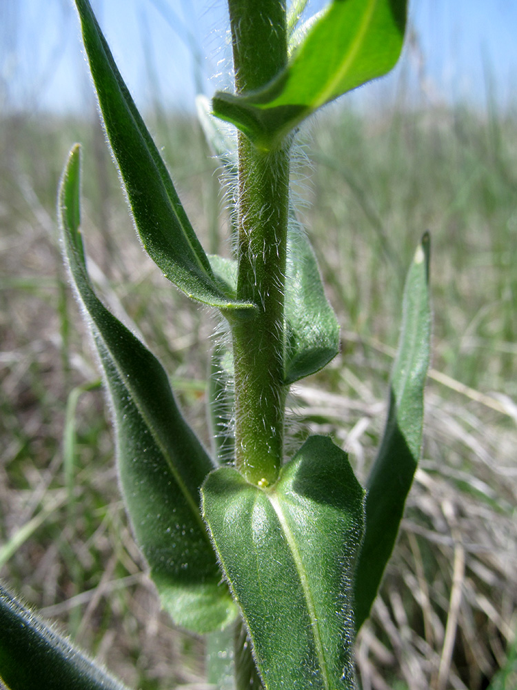 Image of Hesperis tristis specimen.